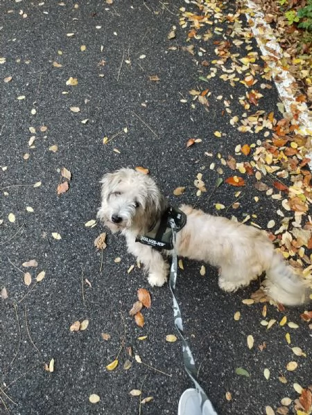 REGALO CAGNOLINA METICCIO