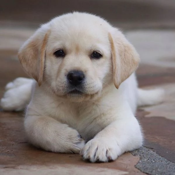 REGALO BELLO LABRADOR CUCCIOLI MASCHI E FEMMINE Bello Labrador  Maschio e femmina sverminato con 