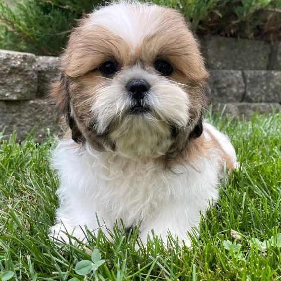 REGALO Cuccioli Shih Tzu avente  Primi vaccini Passaporto Libretto sanitario Microchip Possibil