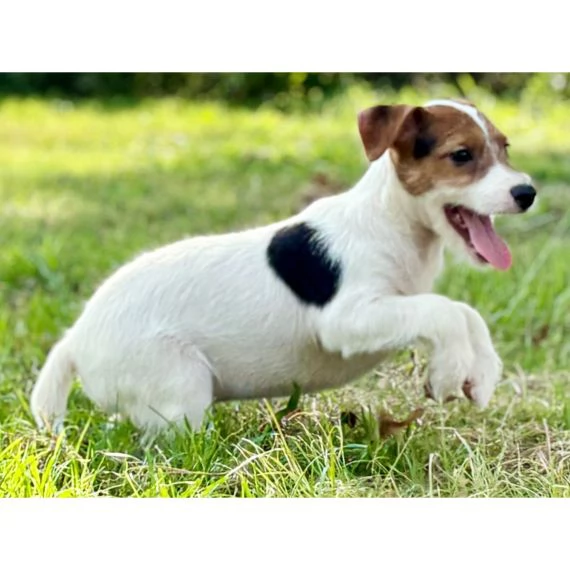 Regalo Jack Russell Terrier Cucciola di Jack Russell Terrier di 3 mesi e mezzo genitori visibili co