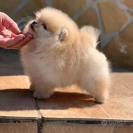 Regalo Cuccioli di volpino di pomerania Pomerania maschi e femmine vaccinati sverminati e con micro