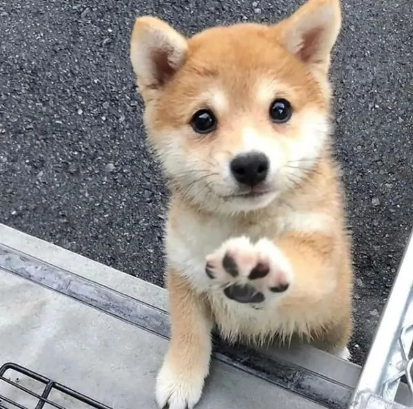 REGALO Cuccioli di Shiba Inu bellissimi cuccioli fulvi e vengono consegnati con il microcipiscrizio