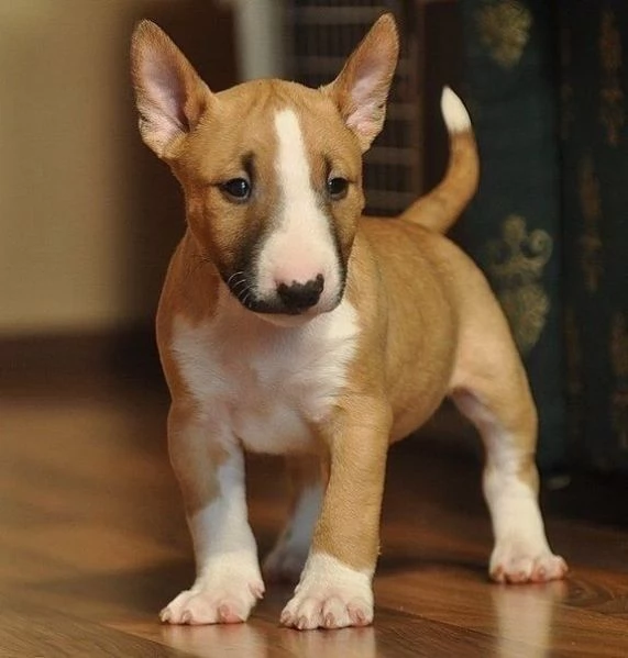 adorabili cuccioli di bull terrier femminucce e maschietti disponibili  i cuccioli sono vaccinati s