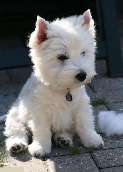 Regalo adorabili cuccioli West highland terrier bianco femminucce e maschietti disponibili gratuita 