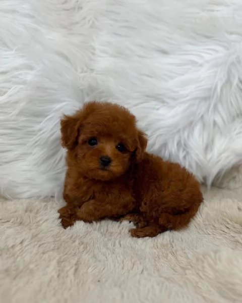 Cuccioli Barboncini toy piccoli  | Foto 0