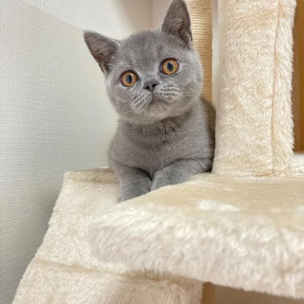 Due cucciole british shorthair | Foto 0