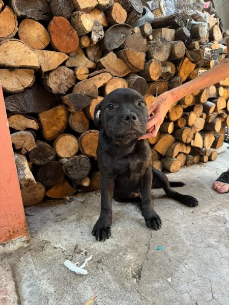  cucciolo staffy