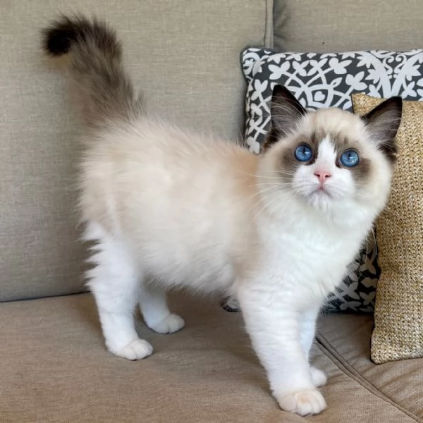 Gattini Ragdoll