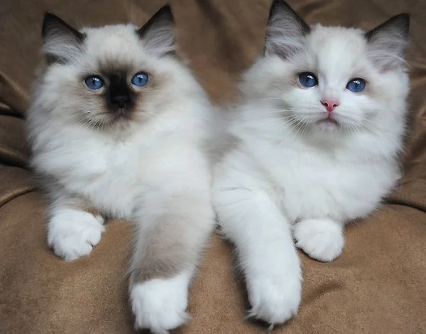 Splendidi gattini Ragdoll