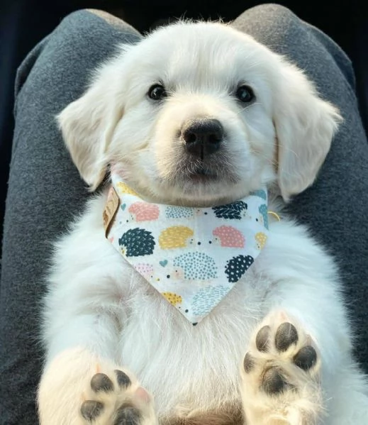 Cuccioli maschi di Golden Retriever