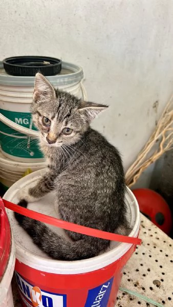 Regalo cuccioli di gatti  | Foto 0