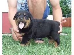 REGALO ROTTWEILER    | Foto 0