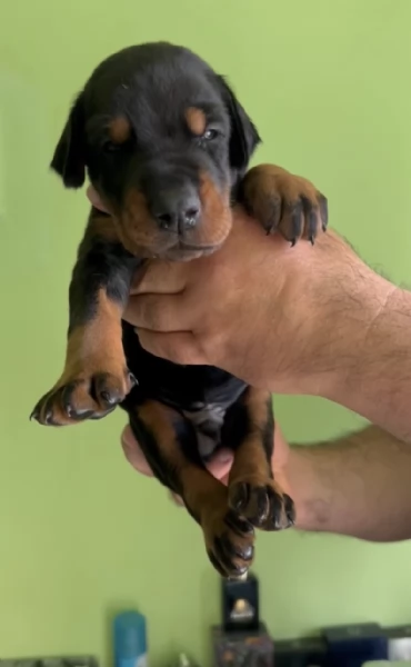 Doberman cuccioli in vendita | Foto 5