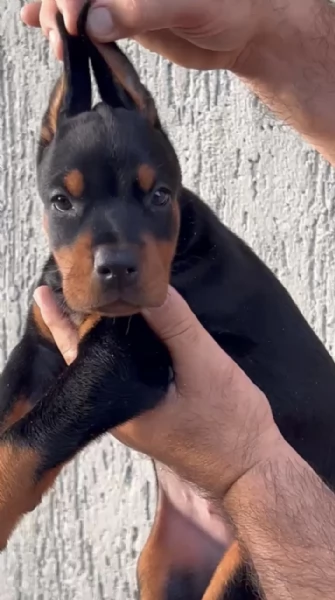 Doberman cuccioli in vendita | Foto 4