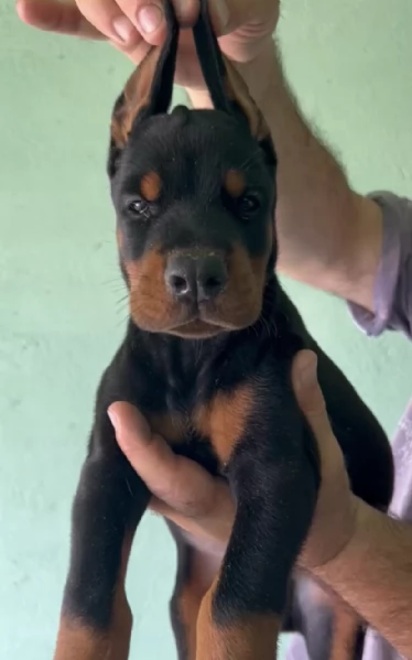 Doberman cuccioli in vendita