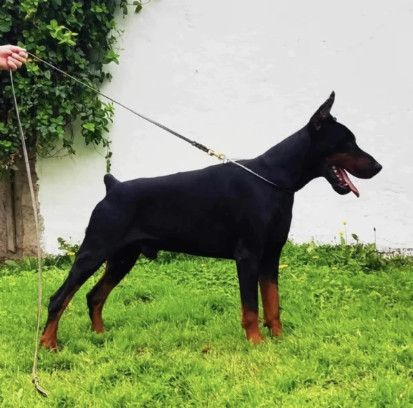 Doberman cuccioli in vendita | Foto 3