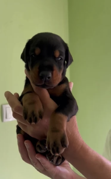 Doberman cuccioli in vendita | Foto 2