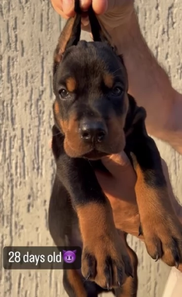 Doberman cuccioli in vendita | Foto 1