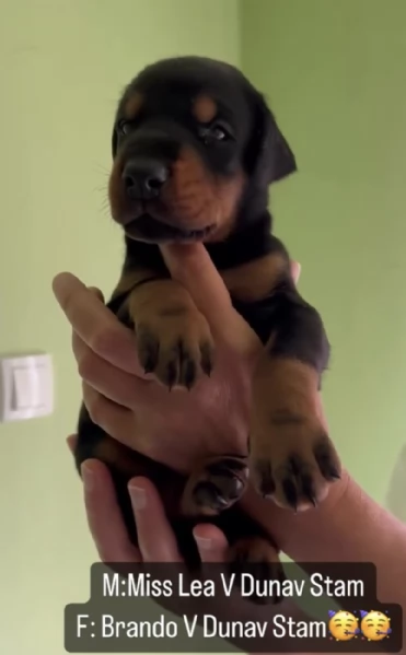 Doberman cuccioli in vendita | Foto 0