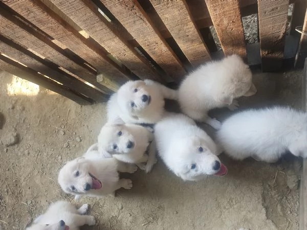 Cuccioli Maremmano   Pastore dei pirenei 