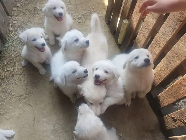 Cuccioli Maremmano   Pastore dei pirenei  | Foto 6