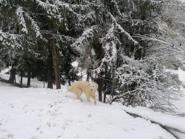 Cuccioli Maremmano   Pastore dei pirenei  | Foto 5