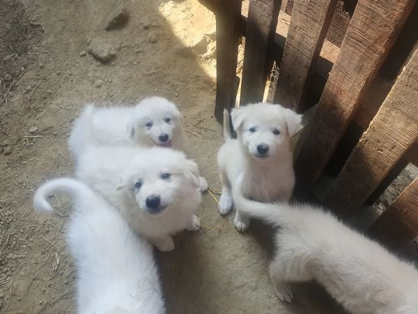 Cuccioli Maremmano   Pastore dei pirenei  | Foto 4