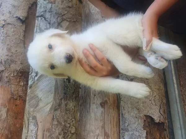 Cuccioli Maremmano   Pastore dei pirenei  | Foto 3