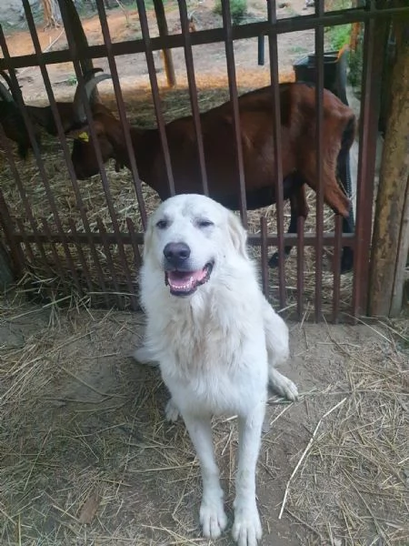 Cuccioli Maremmano   Pastore dei pirenei  | Foto 2