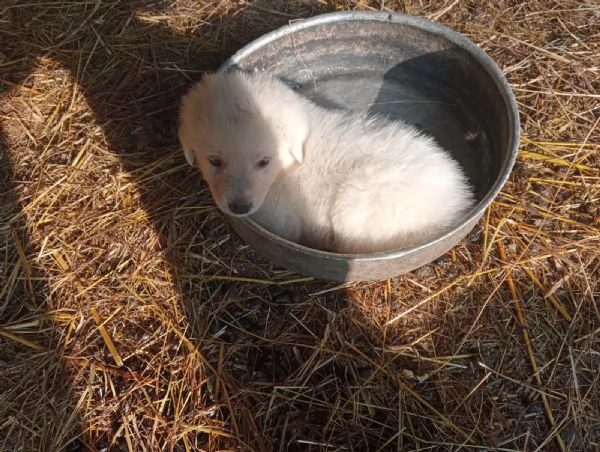 Cuccioli Maremmano   Pastore dei pirenei  | Foto 1