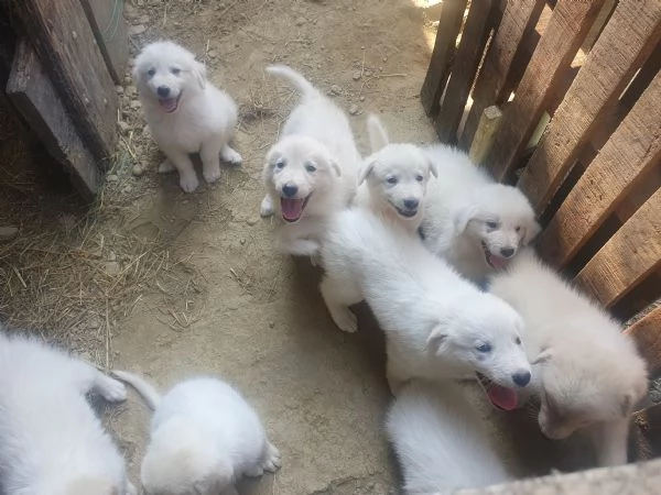 Cuccioli Maremmano   Pastore dei pirenei  | Foto 0