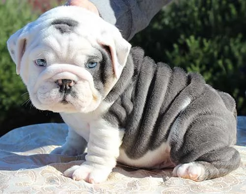 Cuccioli di Bulldog inglese registrati Akc | Foto 0