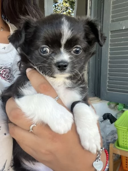 vendo cucciola di chihuahua  | Foto 1