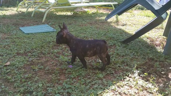 Cucciola Bouledogue francese femmina 