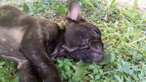 Cucciola Bouledogue francese femmina  | Foto 0