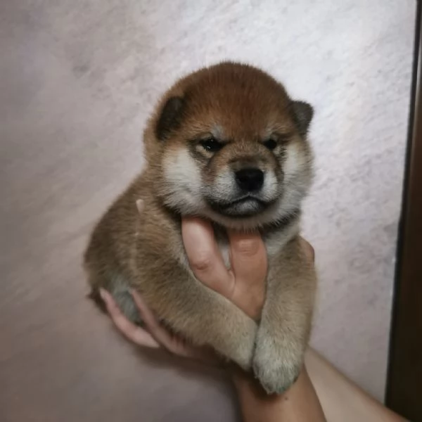 Cuccioli di shiba con pedigree  | Foto 0