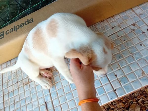 Cuccioli di beagle | Foto 2