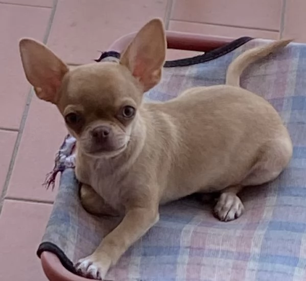 Cuccioli Chihuahua 