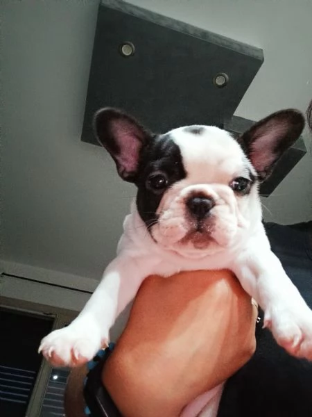 bulldog francese  | Foto 1