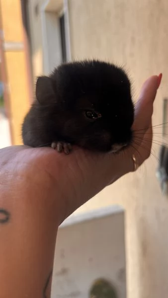 Cucciola di Cincill femmina dark ebony | Foto 1