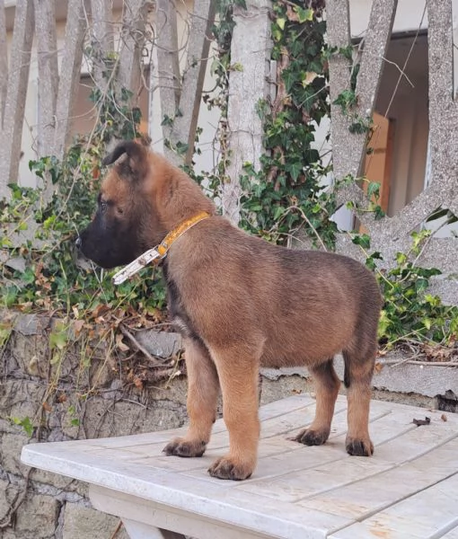 Cuccioli Pastore Belga Malinois