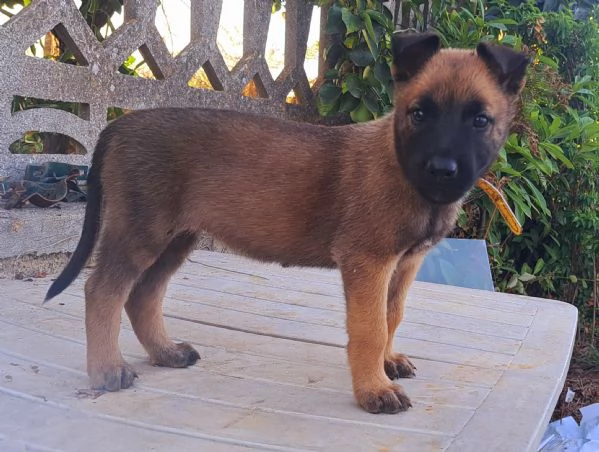 Cuccioli Pastore Belga Malinois | Foto 1