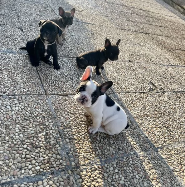 Cuccioli di bulldog francese | Foto 1