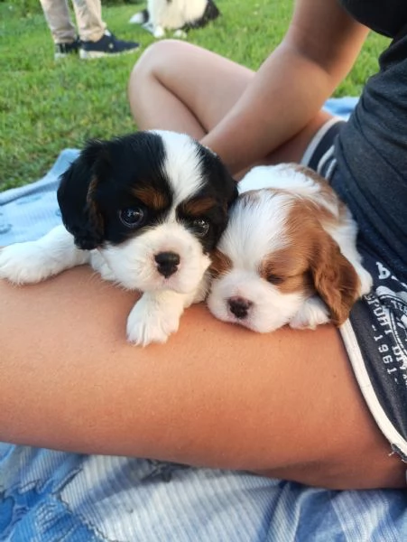 Cuccioli di Cavalier King