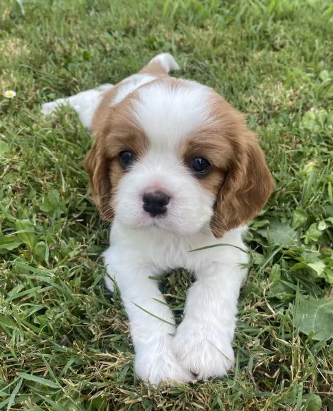 Cuccioli di Cavalier King | Foto 4