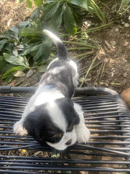 Cuccioli di Cavalier King | Foto 2