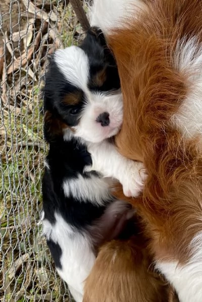 Cuccioli di Cavalier King | Foto 0