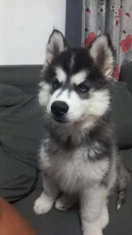 Bellissimi cuccioli di Siberian Husky