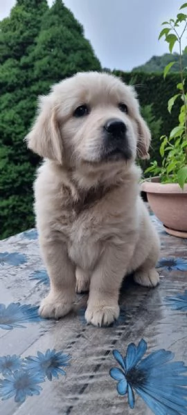 Cuccioli di Golden retriever 