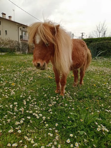 vendo cavallo | Foto 0